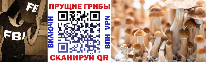 omg tor  Сунжа  Псилоцибиновые грибы мицелий 